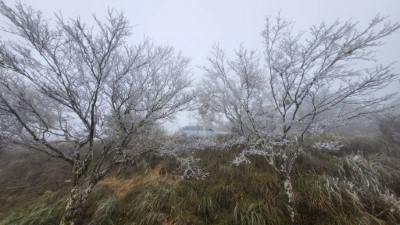 太平山降冰霰結霧淞　整座山頭籠罩銀白美景4
